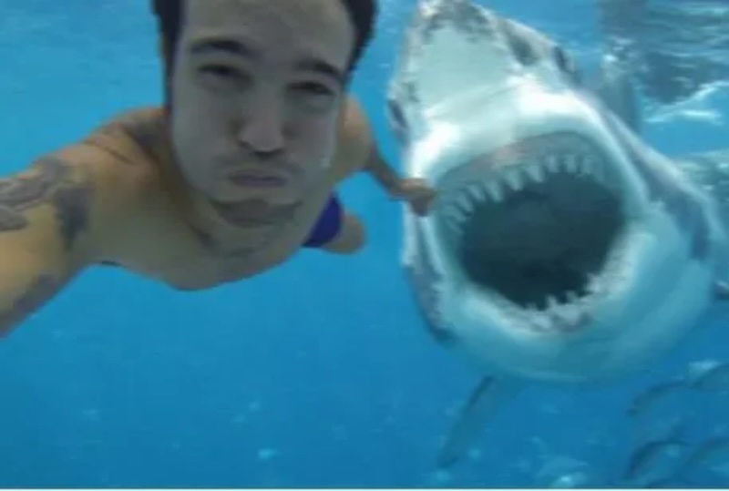 calculated risks selfie shark